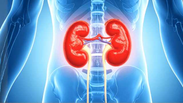 Imagem do curso Farmacologia e Farmacoterapia do Sistema Renal
