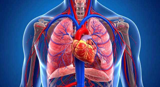 Imagem do curso Fisiologia do Sistema Cardiovascular
