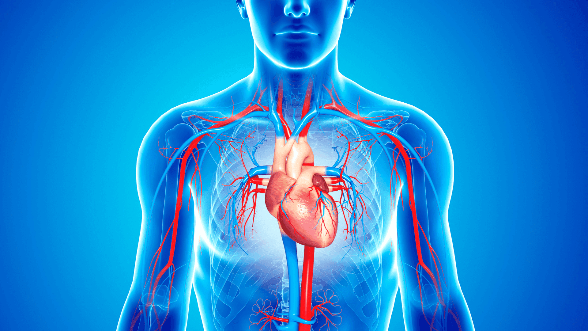 Imagem do curso Sistema Endócrino e Sistema Cardiovascular