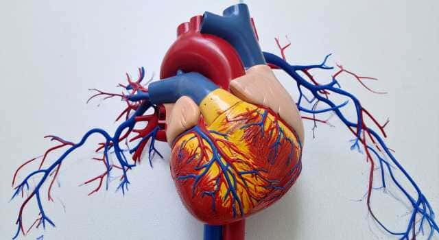 Imagem do curso Efeitos da Obesidade no Sistema Cardiovascular