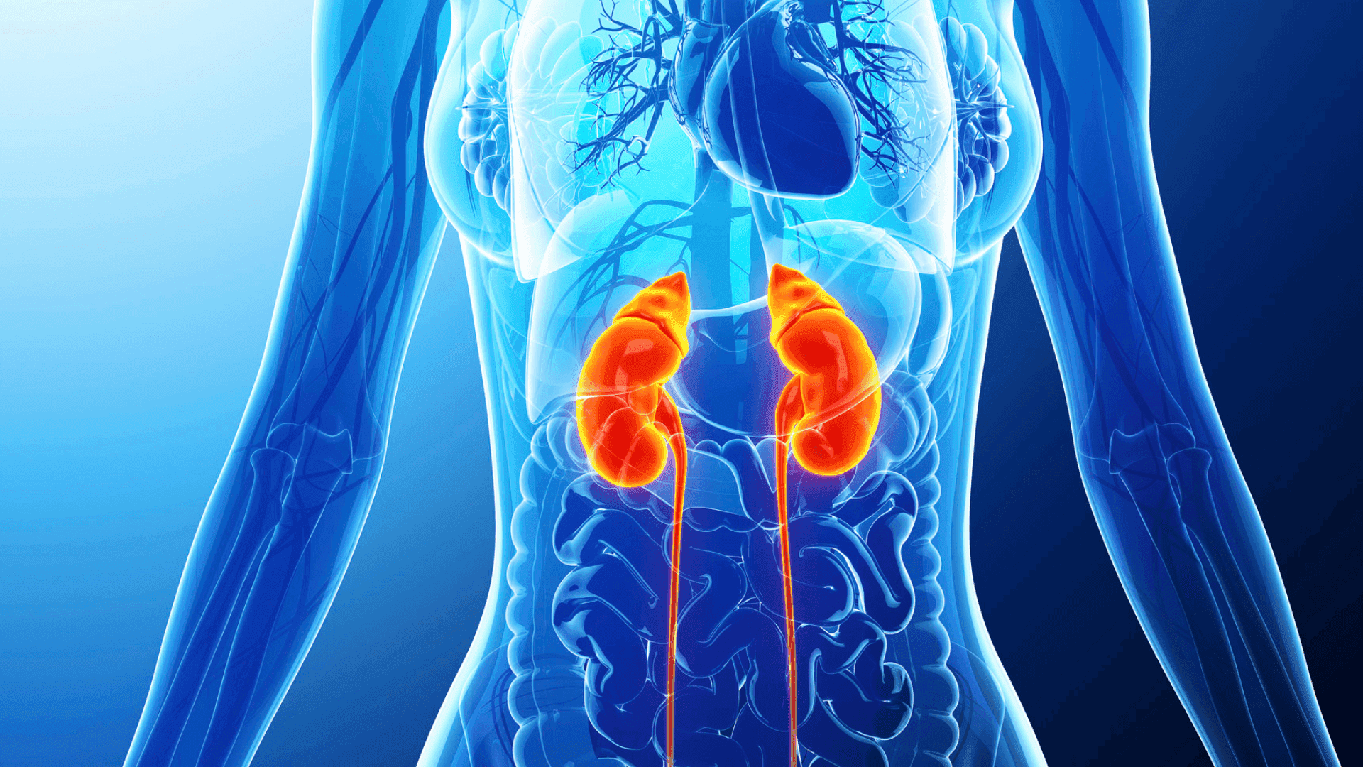 Imagem do curso Sistema Renal e Respiratório