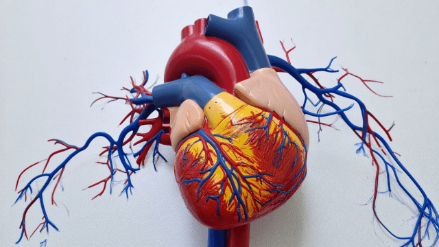 Imagem do curso Farmacologia e Farmacoterapia do Sistema Cardiovascular