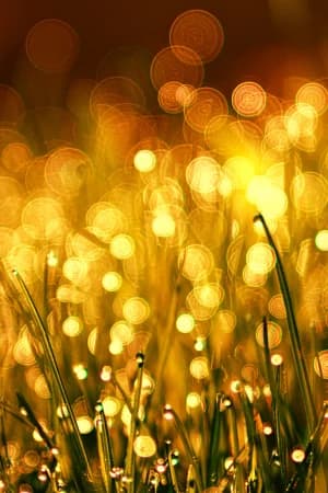 Integrar simbolicamente a experiência da prosperidade