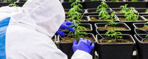 Os impactos da liberação da Cannabis para a economia brasileira