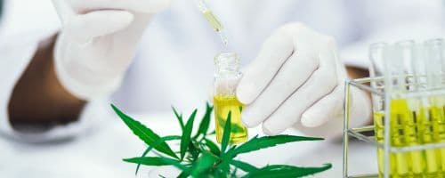 Quais os tipos de Cannabis Medicinal e quais são seus efeitos colaterais