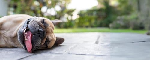 Altas Temperaturas: Como cuidar dos pets durante ondas de calor?