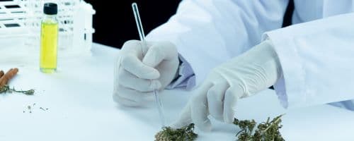 Parcerias entre Farmacêuticas e Instituições Médicas impulsionam o avanço da Cannabis Medicinal