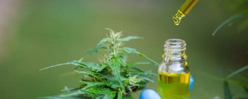 Saiba o que Dizem os Pacientes e Pesquisadores Sobre Uso Medicinal da Cannabis