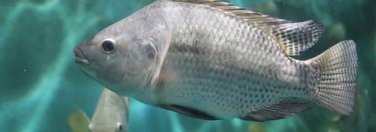 O uso de pele de Tilápia para o tratamento de queimaduras