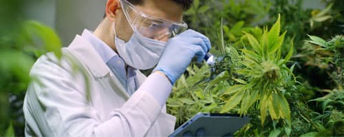 Cannabis Medicinal: como o canabidiol pode ajudar a emagrecer?