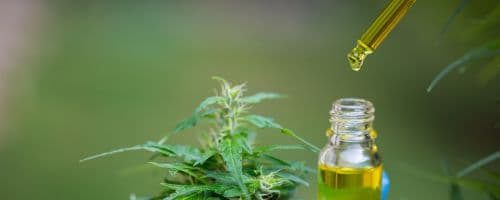 Primeiro Extrato de Cannabis Medicinal Fabricado no Brasil Chega às Farmácias