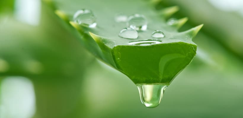 Os benefícios do suco de babosa