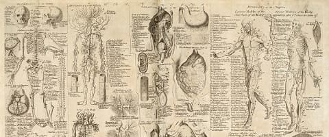 O corpo humano e as ciências