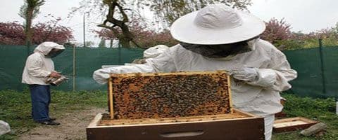  22 de Maio: Dia do Apicultor.