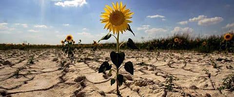 Efeitos das Catástrofes e/ou Desastres Naturais na Saúde Pública