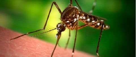  Saiba como proteger as crianças dos pernilongos com a chegada do verão