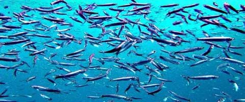 Conheça os benefícios do consumo de sardinha