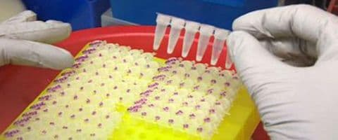 Cientistas dizem que o vírus do ebola pode ter sofrido mutação