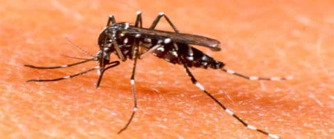 10 Dicas para ajudar a combater a dengue 