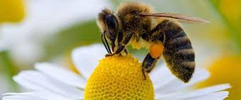 Estudo sugere que abelhas também podem ser viciadas em café