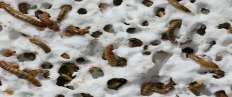 Cientistas descobrem larva capaz de comer plástico