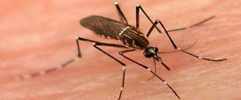 Zika vírus  Instituto Butantan trabalha em soro para grávidas infectadas 