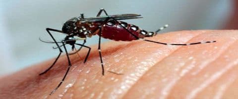Fiocruz desenvolve método para impedir o mosquito Aedes Aegypti de transmitir vírus da dengue
