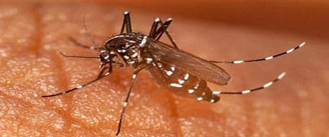 Estudo comprova eficácia de produtos naturais no cambate a focos do Aedes Aegypti