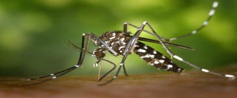 Pesquisadores americanos desenvolvem vacina experimental contra a dengue