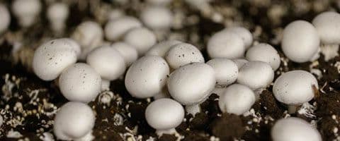 Estudo diz que cogumelos alucinógenos podem tratar depressão profunda