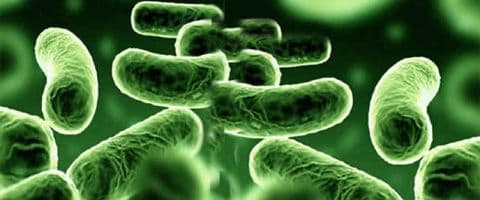 Meio ambiente - Superbactéria KPC é encontrada nas praias cariocas