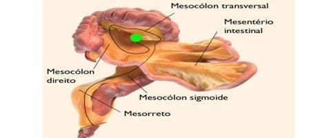 Mesentério é novo órgão do corpo humano