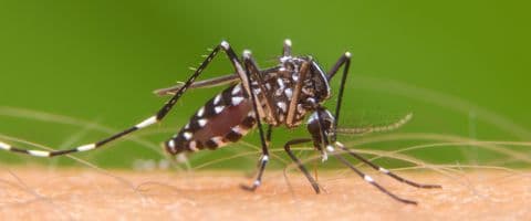 Proteja sua casa contra o Aedes! 