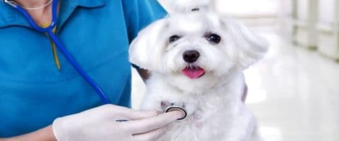Cuidados com os animais de estimação no verão