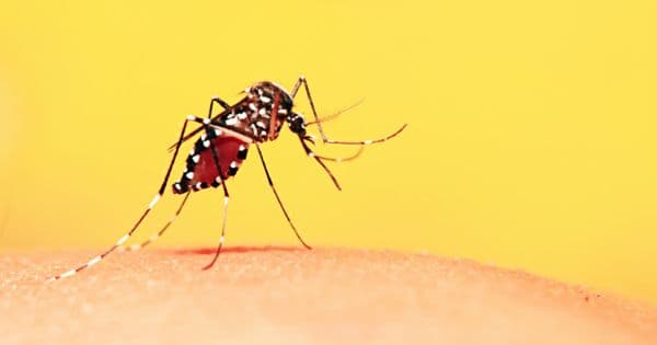 Febre amarela: entenda a doença e saiba como se prevenir