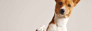 Acupuntura para cães e gatos