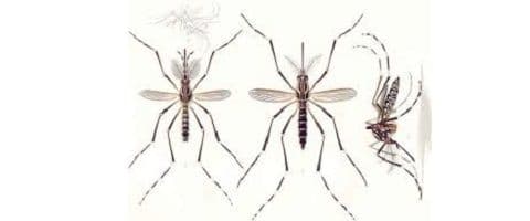 Vigilância Sanitária: Dengue, uma emergência.