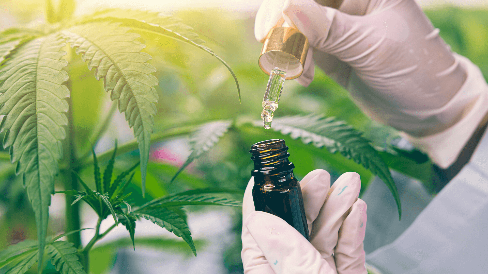 CANNABIS MEDICINAL